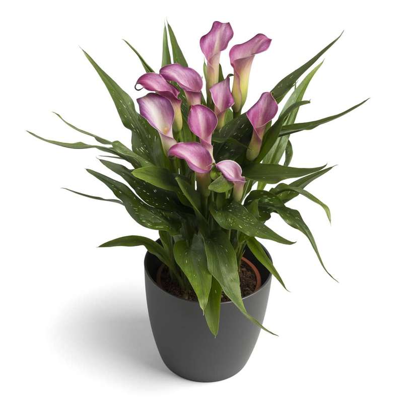 Zantedeschia - Twilight - 1 bulb p-pack