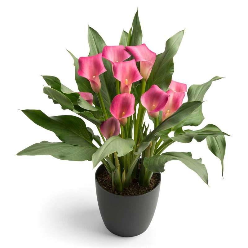 Zantedeschia - Wild Salmon - 1 bulb p-pack