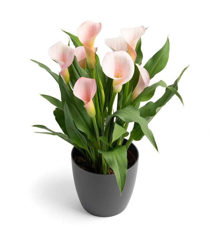 Zantedeschia - Strawberry Blush - 1 bulb p-pack
