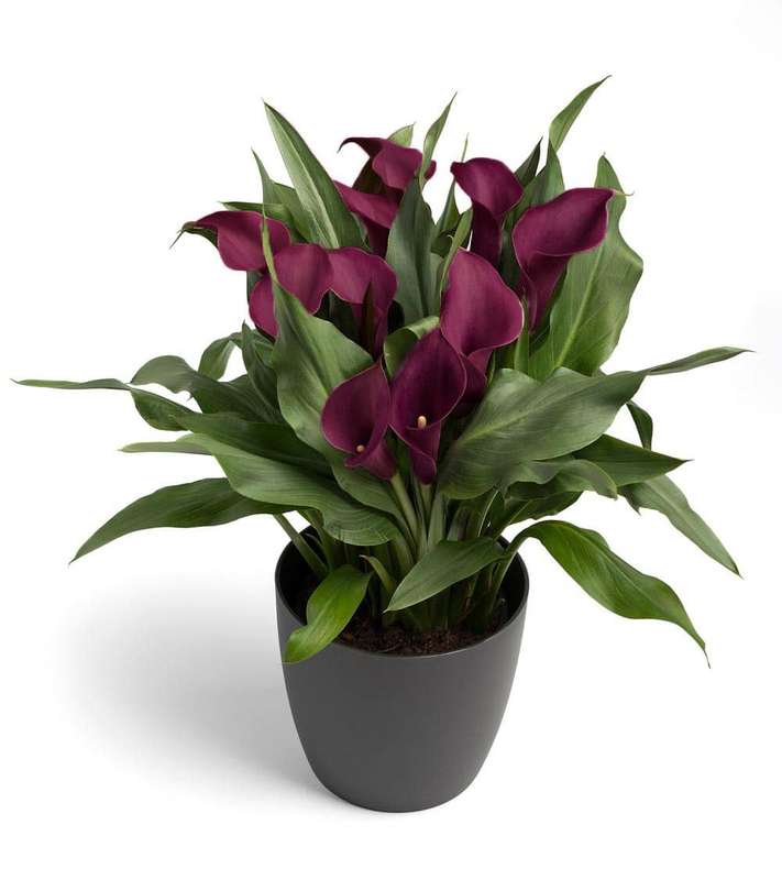 Zantedeschia - Mahogany - 1 bulb p-pack