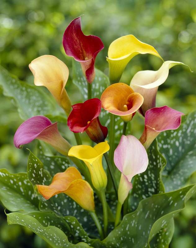 Zantedeschia - Assorted - 3 bulbs p-pack