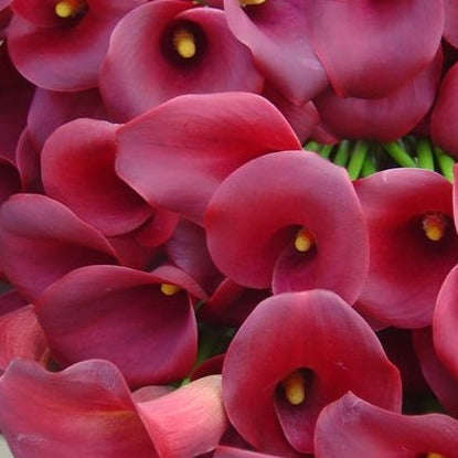 Zantedeschia - Ruby Tuesday - 1 bulbs p-pack