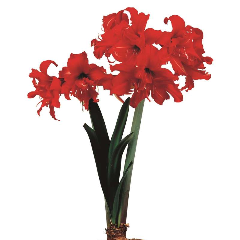 Amaryllis Sonata Double - Fanfare - 2 bulbs p-pack