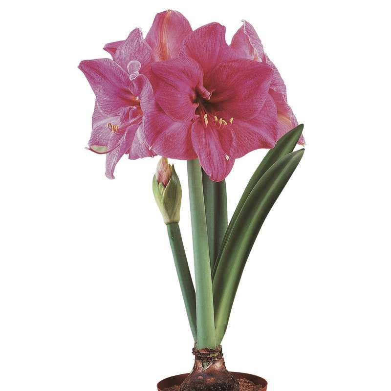 Amaryllis Symphony Single - Milady - 1 bulb p-pack