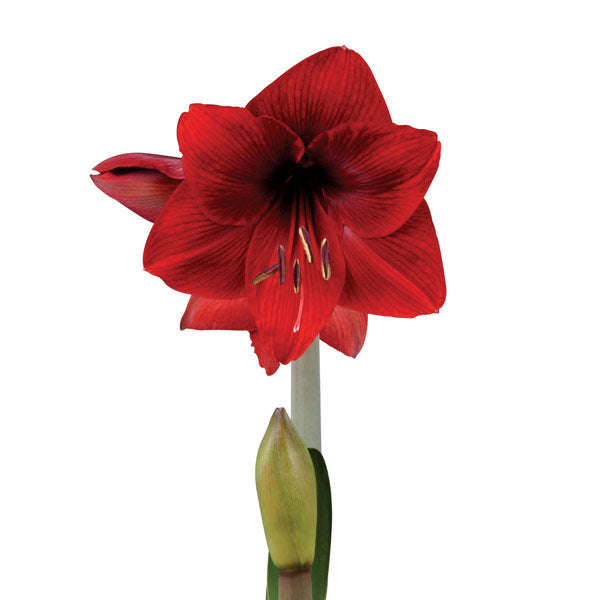 Amaryllis Sonata Single - Dynamite - 2 bulbs p-pack