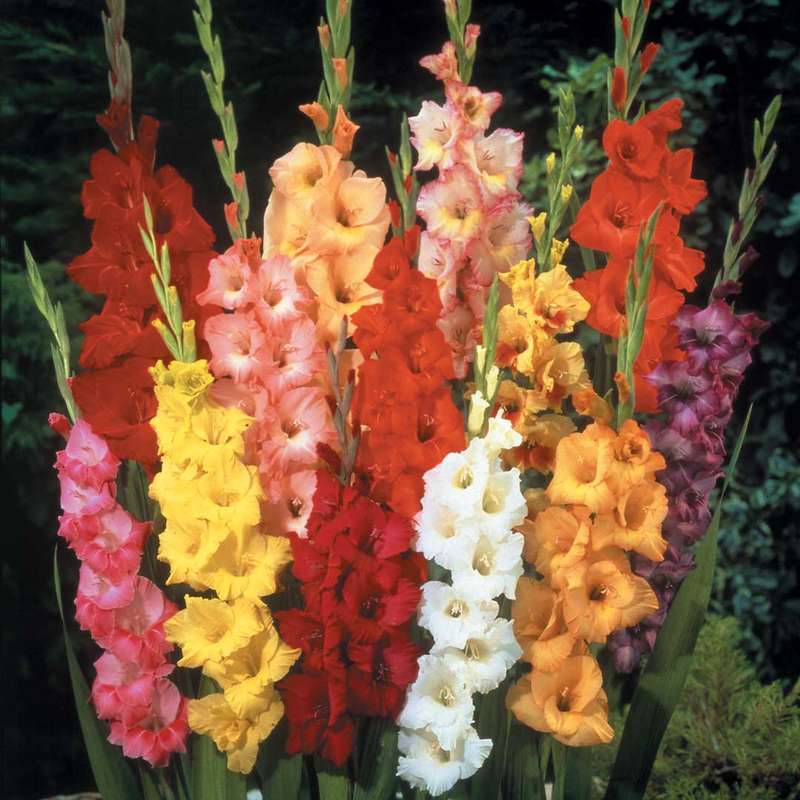Gladioli - Mixed - 50 bulbs p-pack