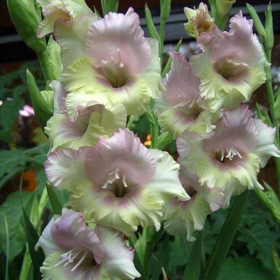 Gladioli - Mon Amour - 10 bulbs p-pack