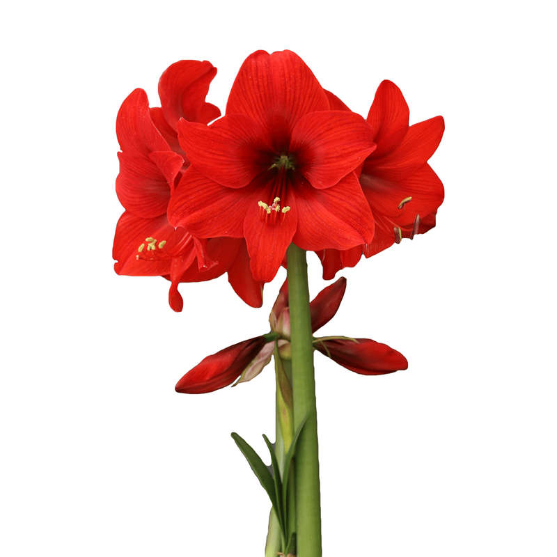 Amaryllis Sonata Single - Top Choice - 2 bulbs p-pack
