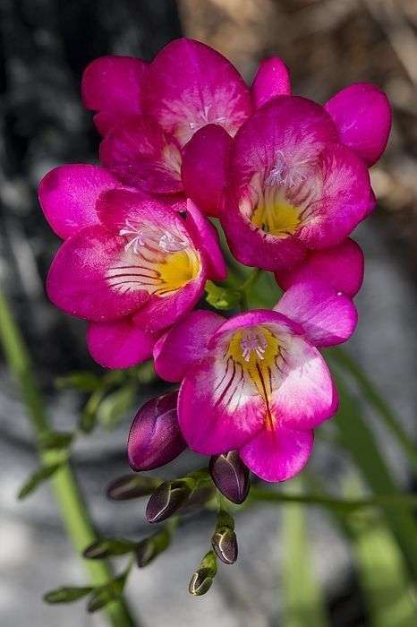 Freesias - Pink - 25 bulbs p-pack