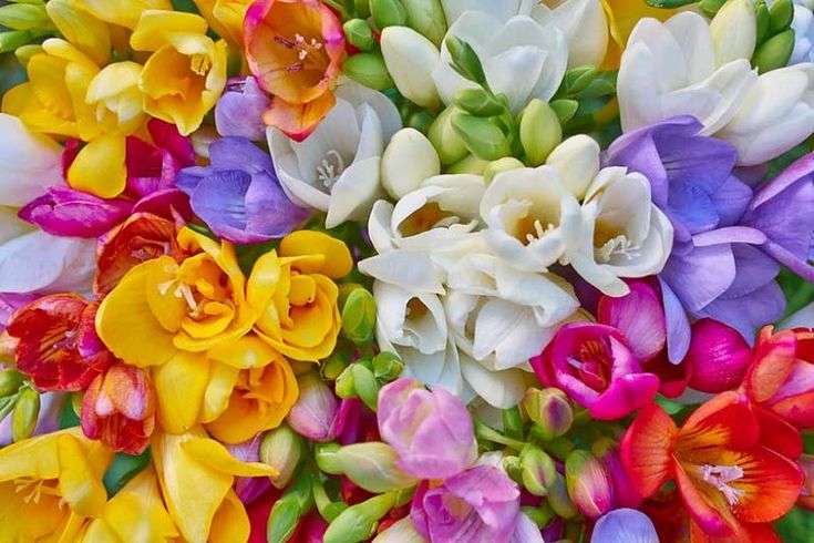 Freesias - Single Mixed (Regular) - 50 bulbs p-pack