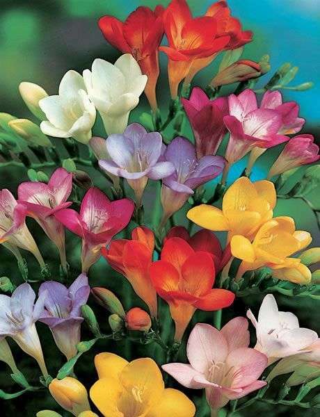 Freesias - Single Mixed (Regular) - 50 bulbs p-pack