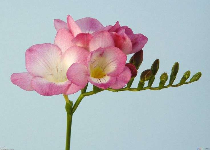 Freesias - Pink - 25 bulbs p-pack
