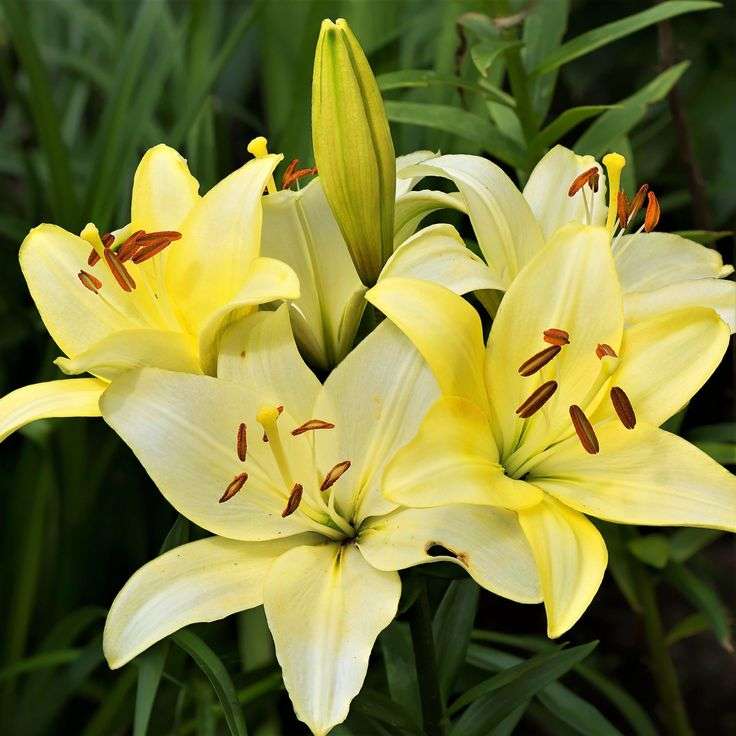 Lilium Asiatic - Yellow - 5 bulbs p-pack