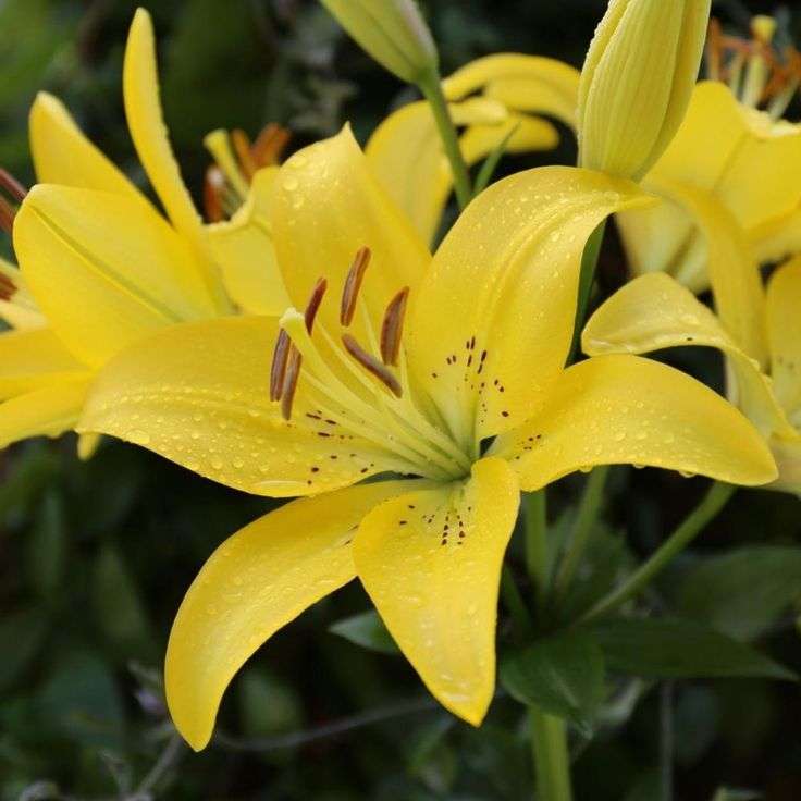 Lilium Asiatic - Yellow - 5 bulbs p-pack
