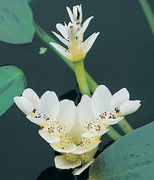 Waterblommetjies - 5 bulbs p-pack