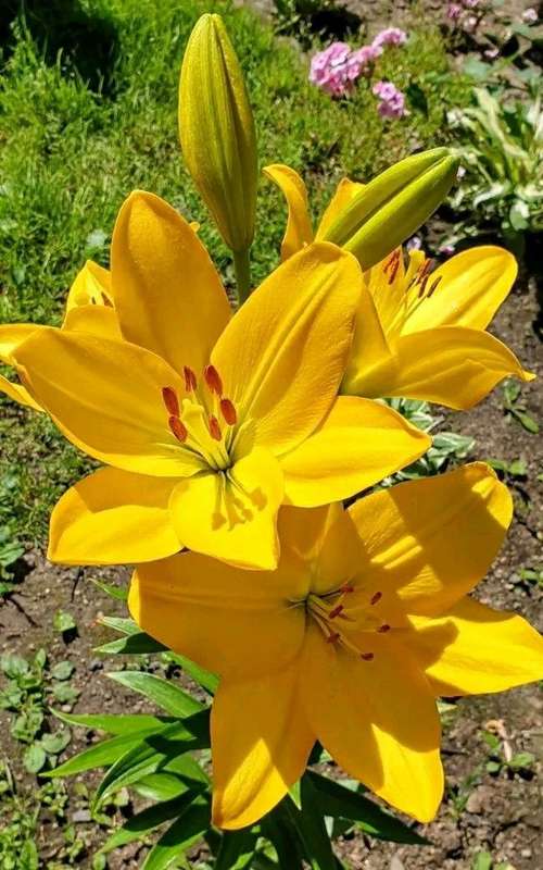 Lilium Asiflorum - Yellow - 5 bulbs p-pack (186)