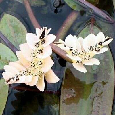 Waterblommetjies - 5 bulbs p-pack