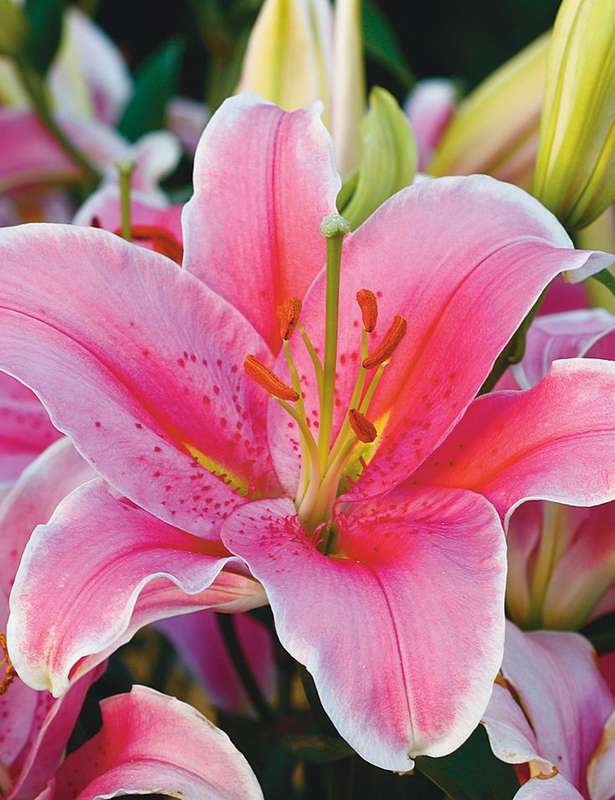 Lilium Asiatic - Pink - 5 bulbs p-pack