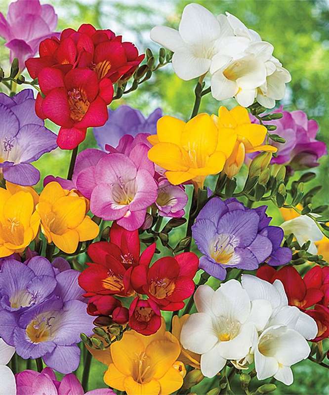 Freesias - Single Mixed (Regular) - 50 bulbs p-pack