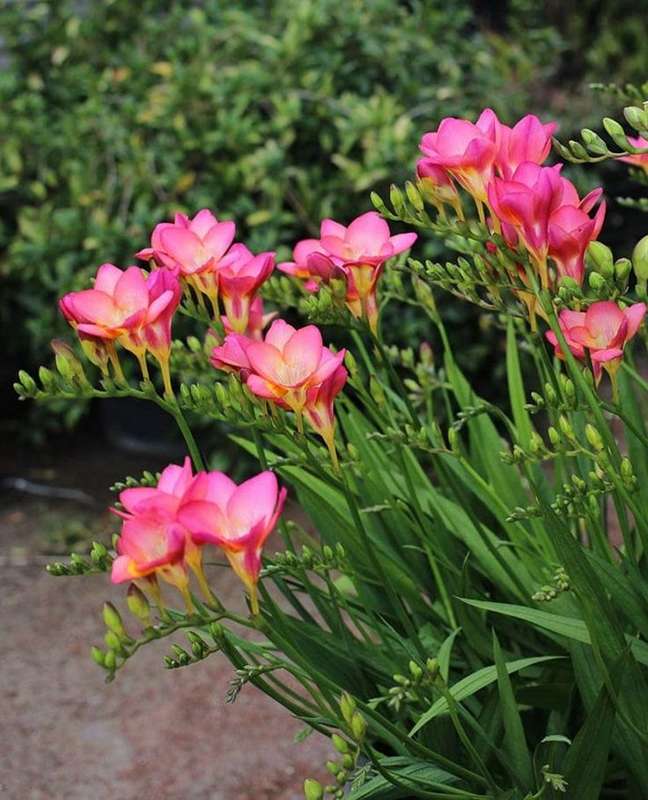 Freesias - Pink - 25 bulbs p-pack