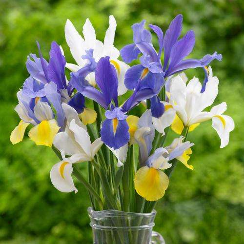Dutch Iris - Mixed - 50 bulbs p-pack (211)
