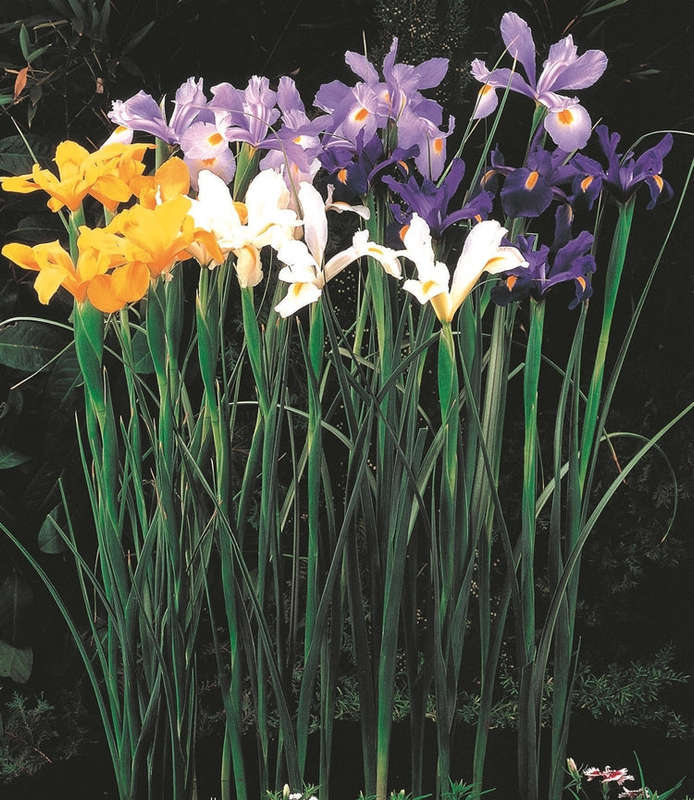 Dutch Iris - Mixed - 35 bulbs p-pack