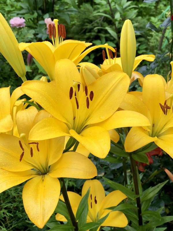 Lilium Asiflorum - Yellow - 5 bulbs p-pack (186)