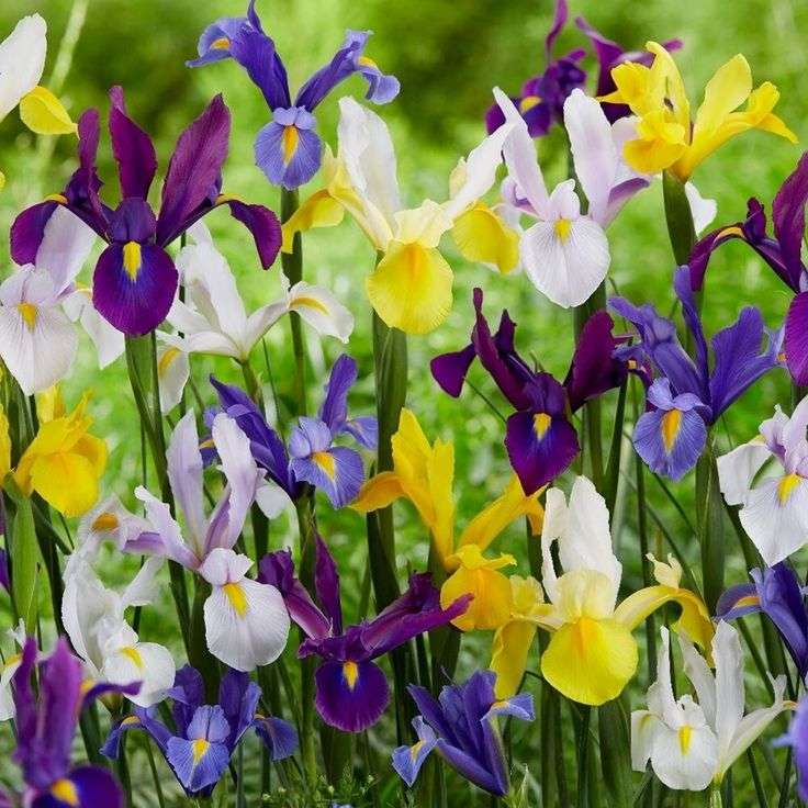 Dutch Iris - Mixed - 35 bulbs p-pack
