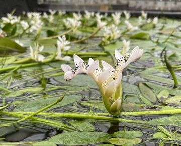 Waterblommetjies - 5 bulbs p-pack