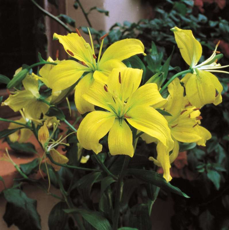 Lilium Asiatic - Yellow - 5 bulbs p-pack