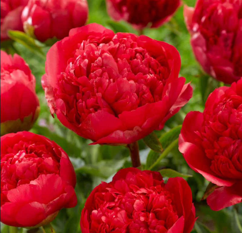 Command Performance Peony Roots  Bold, Striking Elegance