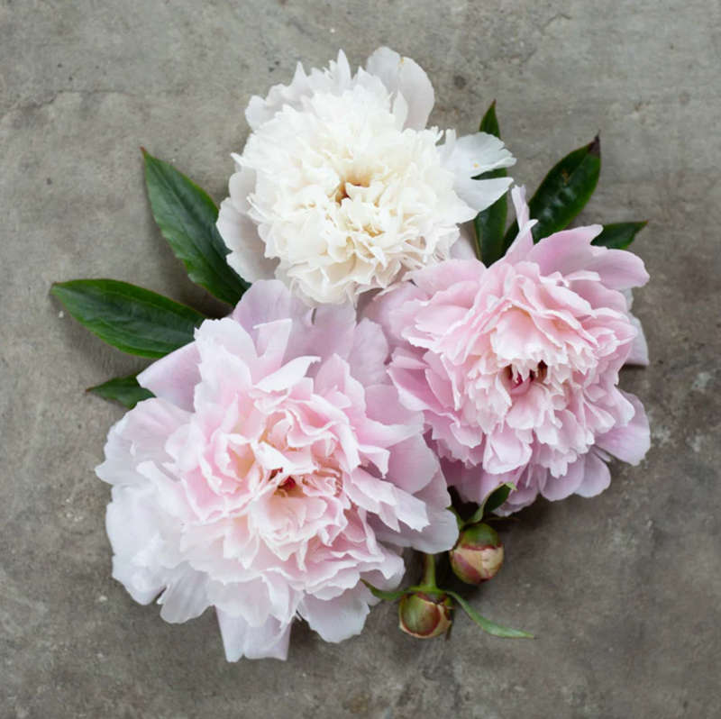 Alerti Peony Roots  Striking Appearance for Dynamic Gardens