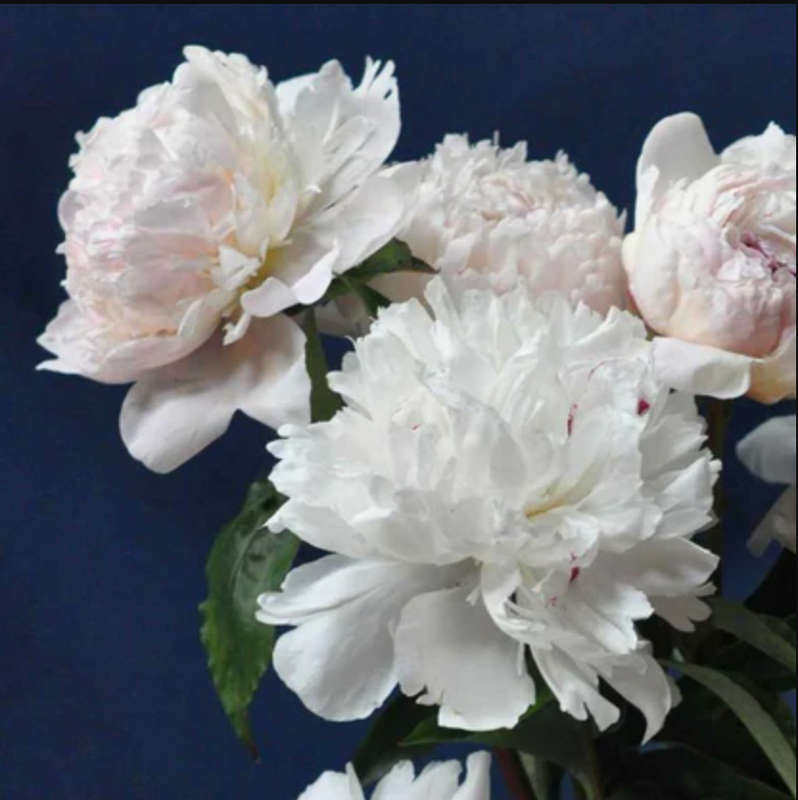 Avalanche Peony Roots  Dramatic Impact & Bold Blooms