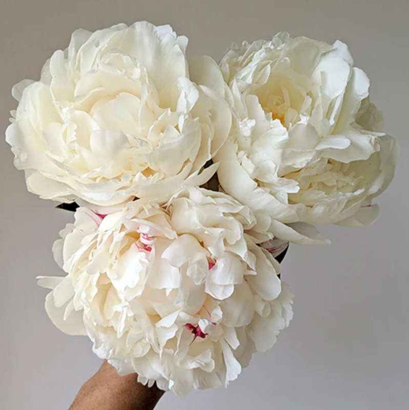 Gardenia Peony Roots  Elegant & Fragrant Blooms