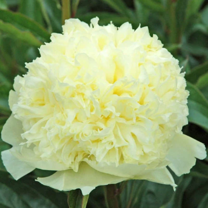 Goldilocks Peony Roots  Balanced Beauty for a Charming Garden