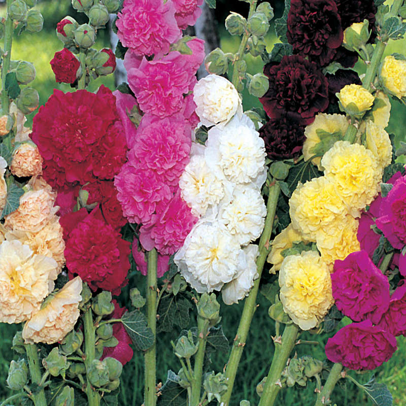 Hollyhock 'Summer Carnival Double Mix' - "Alcea rosea"
