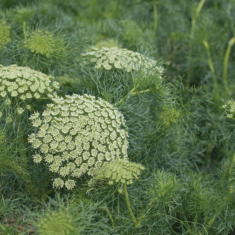 False Queen Annes Lace - "Ammi visnaga"