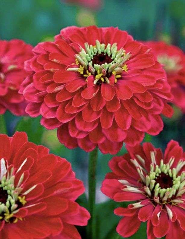 Zinnia Elegans