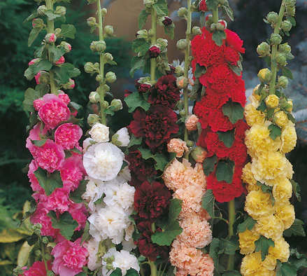 Hollyhock 'Summer Carnival Double Mix' - "Alcea rosea"