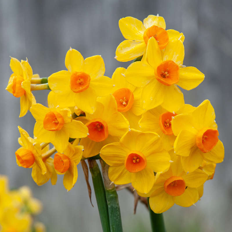Daffodil-Narcissus - Grand Soleil Dor - 5 bulbs p-pack