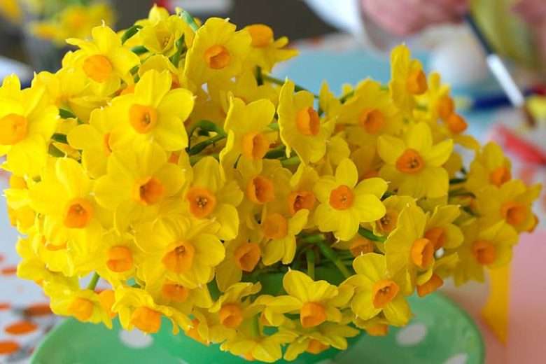 Daffodil-Narcissus - Grand Soleil Dor - 5 bulbs p-pack