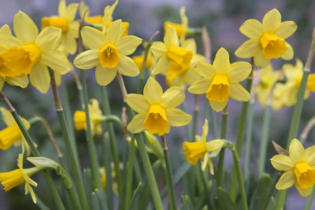 Daffodil-Narcissus - Teste a Tete - 5 bulbs p-pack