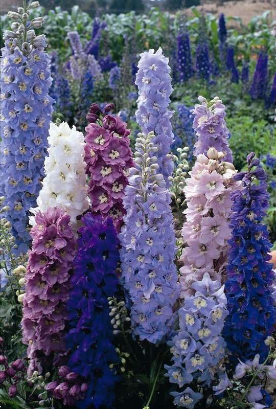 Delphinium Magic Fountains Mix