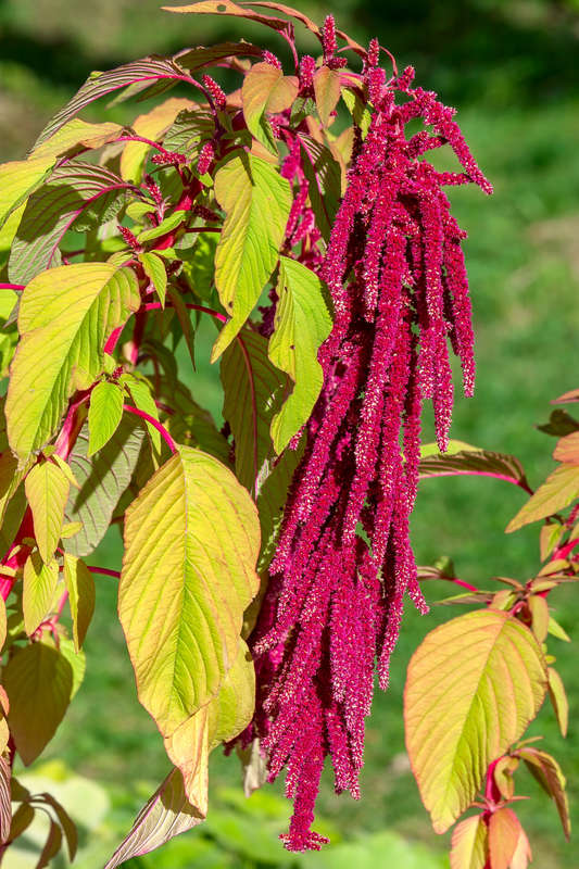 Amaranthus Love-Lies-Bleeding - "Amaranthus caudatus"