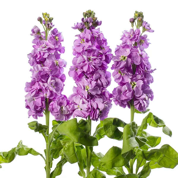 Stocks - "Matthiola incana"