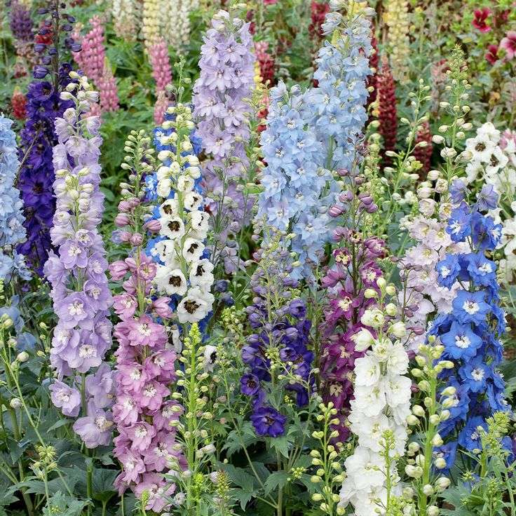 Delphinium 'Magic Fountains' (Larkspur) - "Delphinium elatum"