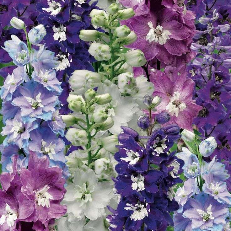 Delphinium 'Magic Fountains' (Larkspur) - "Delphinium elatum"