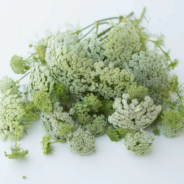 False Queen Annes Lace - "Ammi visnaga"