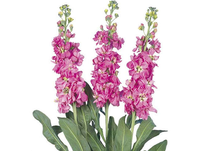 Stocks - "Matthiola incana"