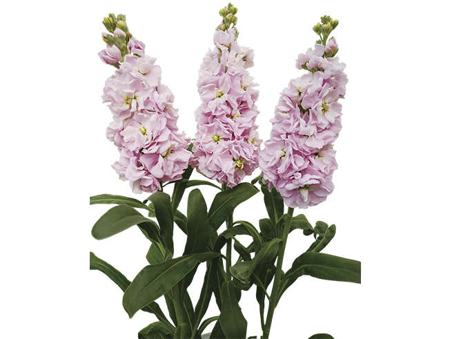 Stocks - "Matthiola incana"